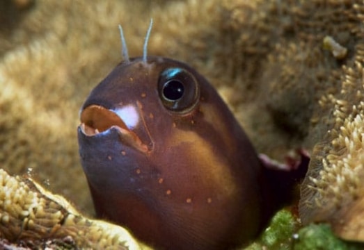 Blenny, E6.