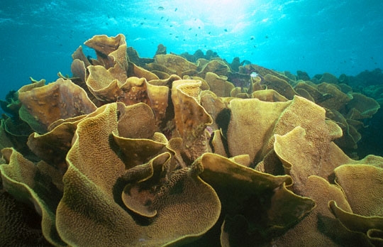 Cabbage coral, Nigali Passage, Gau Island.