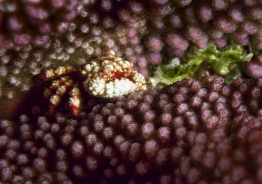 Crab in cauliflower coral, Schoolhouse, North Save-a-Tack Passage, Namena Island.