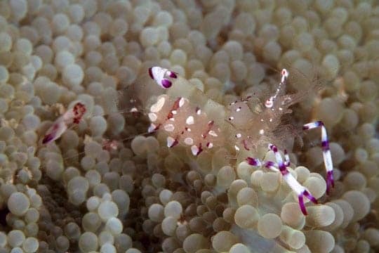 Cleaner shrimp on coralomorph, Vomu Lai Lai Island.
