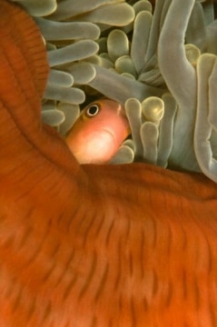 Clownfish in nearly-closed anemone