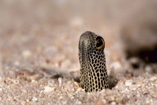 Garden eel, Nigali Passage, Gau Island.