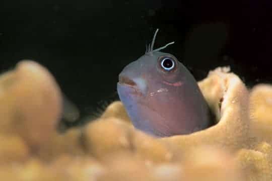 Another gobie, Jim's Alley, Gau Island.