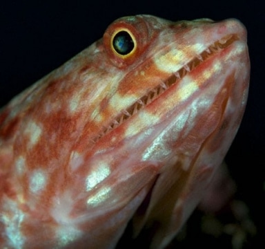 Lizardfish, Wakaya Island.