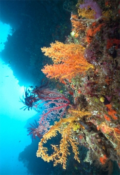 Siphonogorgia coral, Mt. Mutiny.