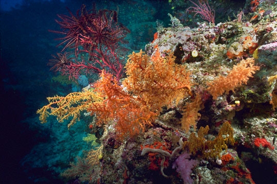 More siphonogorgia coral, Mt. Mutiny.