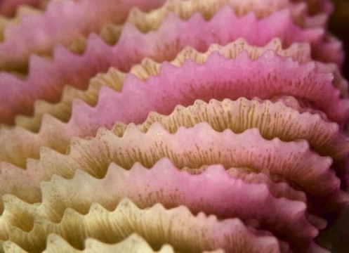 Mushroom coral, Wakaya Island.