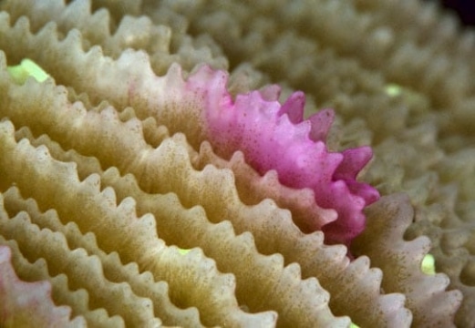 Mushroom coral, Wakaya Island.