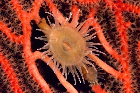 Parasitic anemones on Gorgonian fan, E6