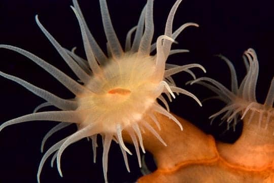 Parasitic anemone, E6