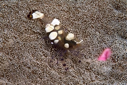 Popcorn shrimp on adhesive anemone, South Save-a-Tack Passage, Namena Island.