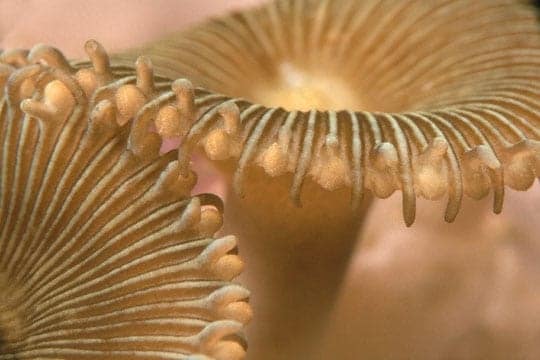 Protopolythoa