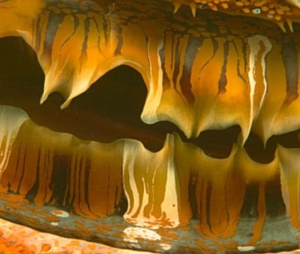 Thorny oyster mantle, Kansas bommie, North Save-a-Tack Passage, Namena Island.