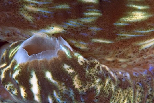 Tridacna: exit siphon and mantle, Schoolhouse, North Save-a-Tack Passage, Namena Island.